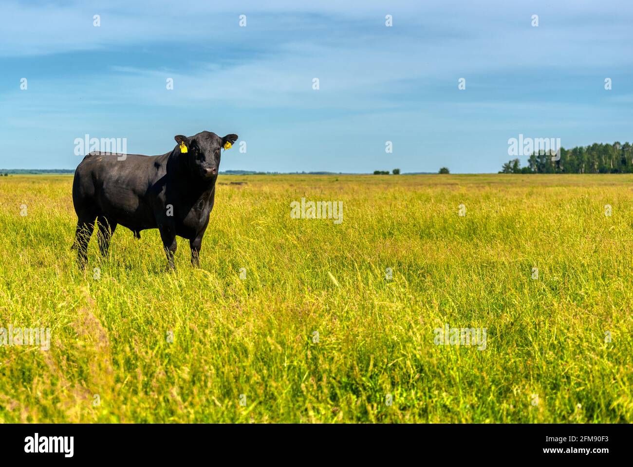 Un bull angus nero si trova su un campo erboso verde. Foto Stock