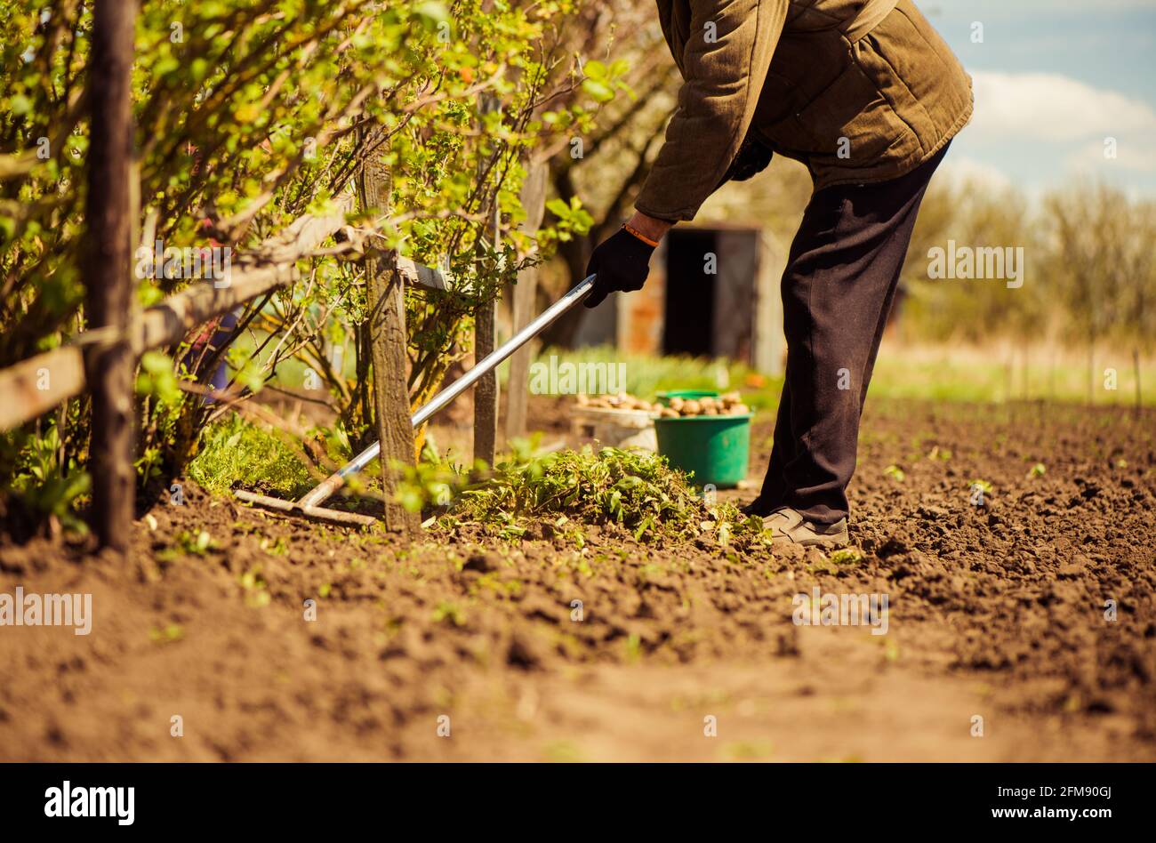 coltivatore anziano che lavora con i rastrelli per pulire il terreno agricolo Foto Stock