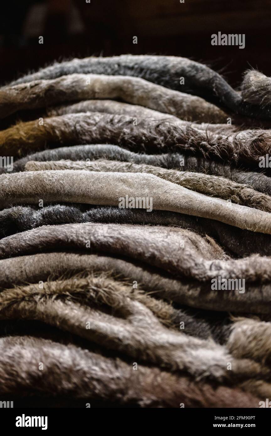 Le pelli gregge di vacca salate vengono accumulate. Foto Stock