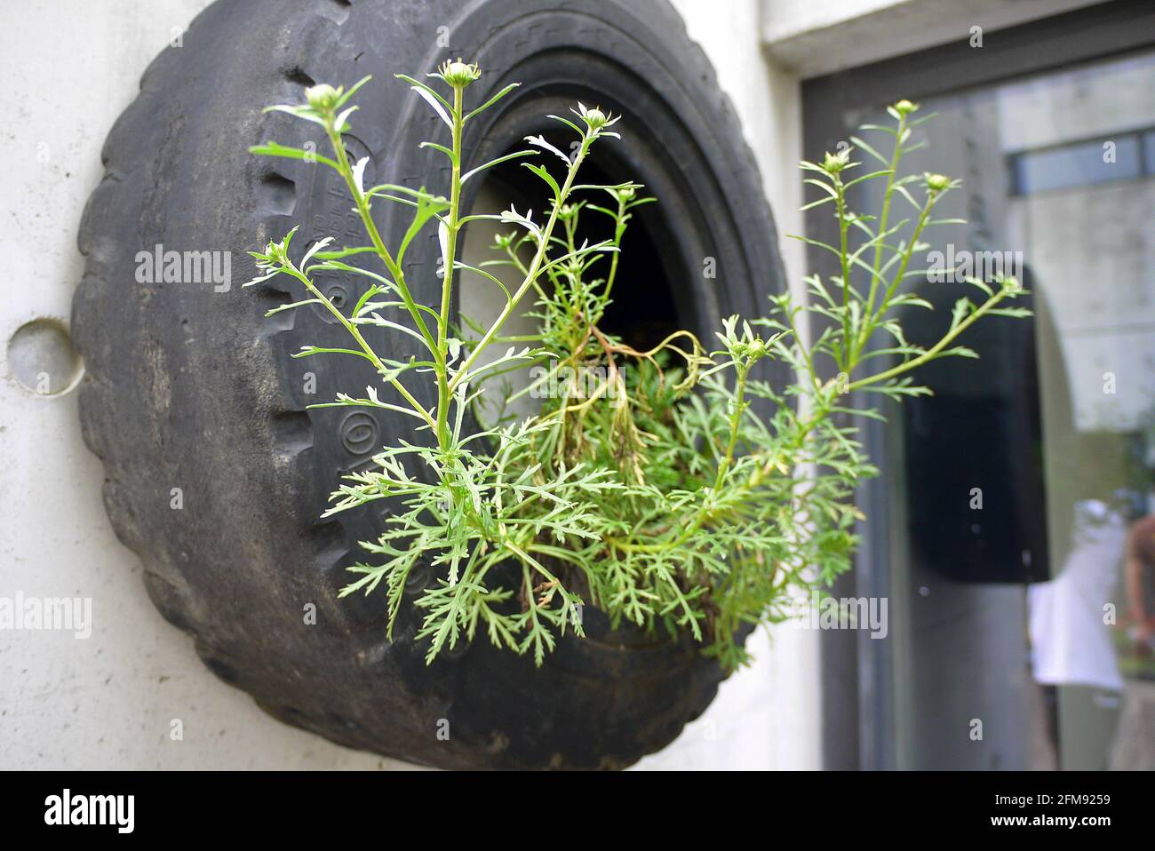 Fiori piantati in pneumatici Foto Stock