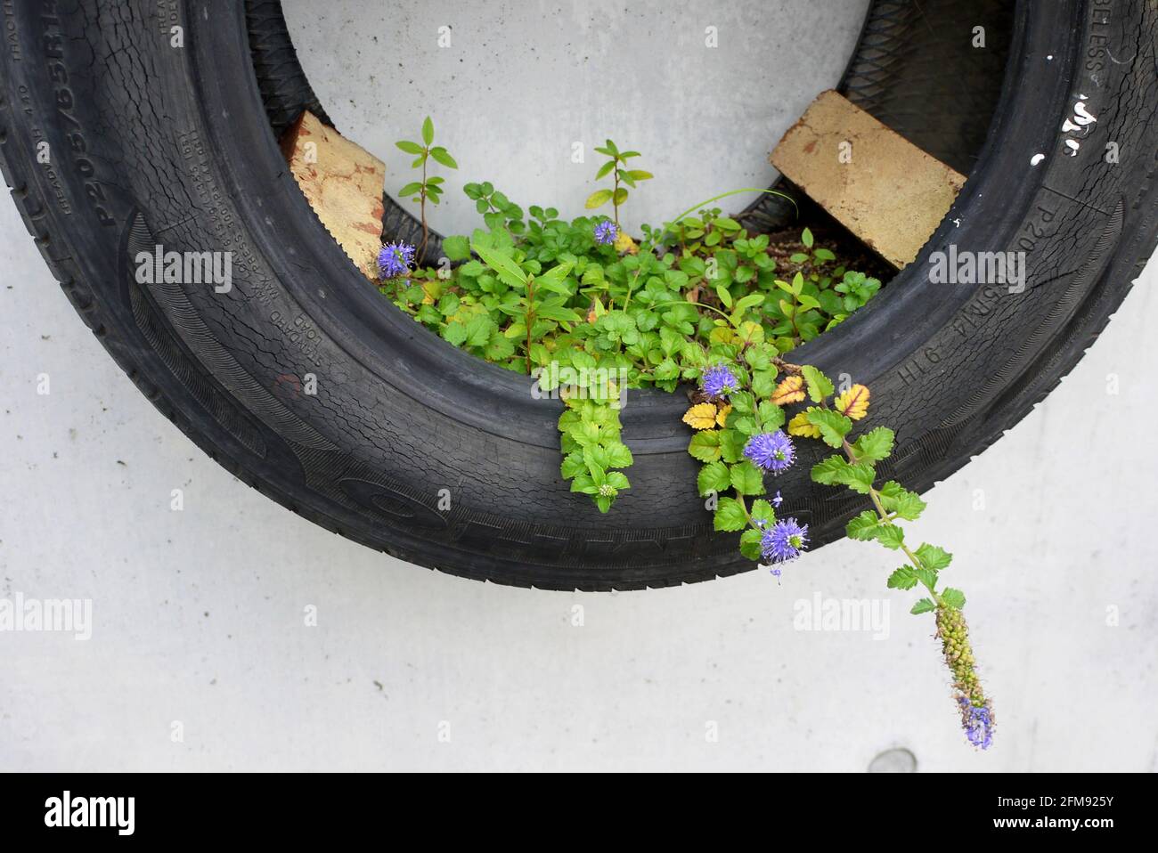 Fiori piantati in pneumatici Foto Stock