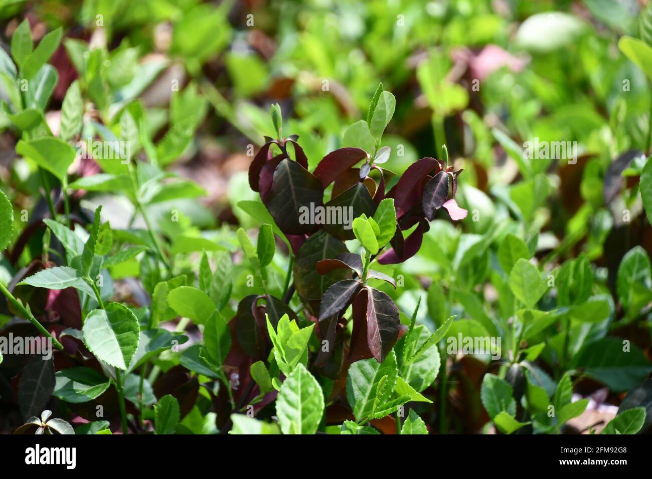 Albero fuso Evergreen, primo piano Foto Stock