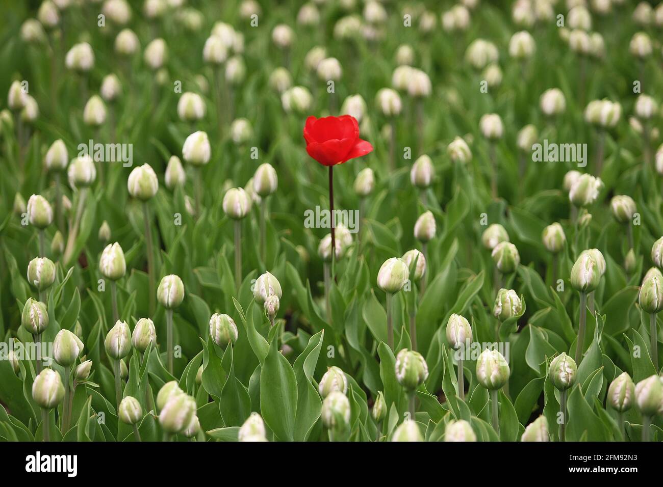 KIEV, UCRAINA - 7 MAGGIO 2021 - UN tulipano rosso cresce tra tulipani bianchi al Parco paesaggistico di Pecherski (Polo di Spiroche), Kiev, capitale dell'Ucraina Foto stock - Alamy