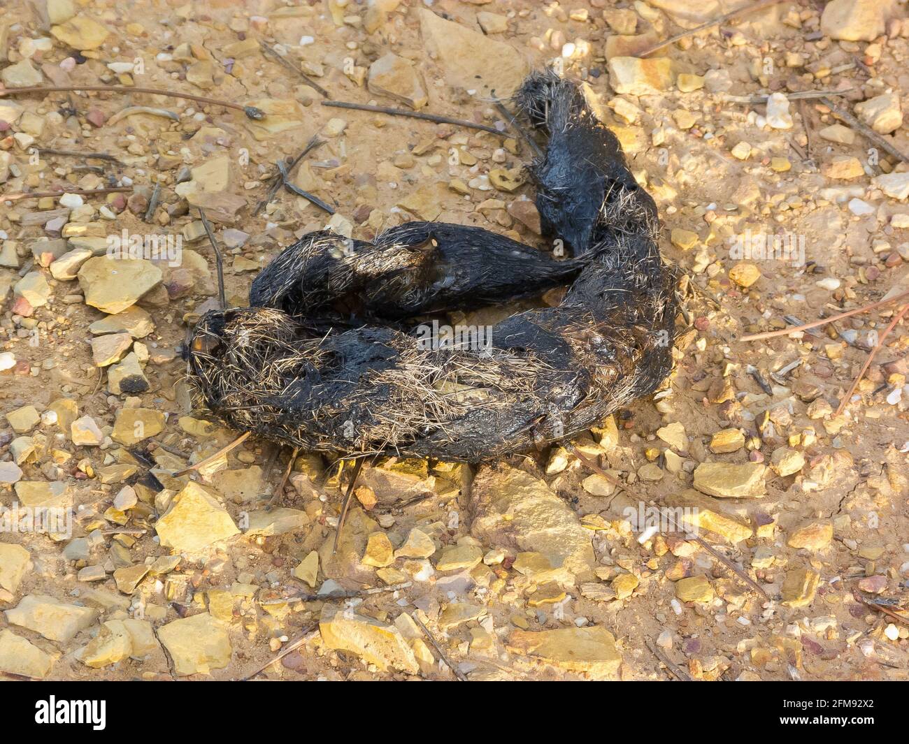 Lupus canis nero affogato con tracce di capelli di camoscio - concetto di natura Foto Stock