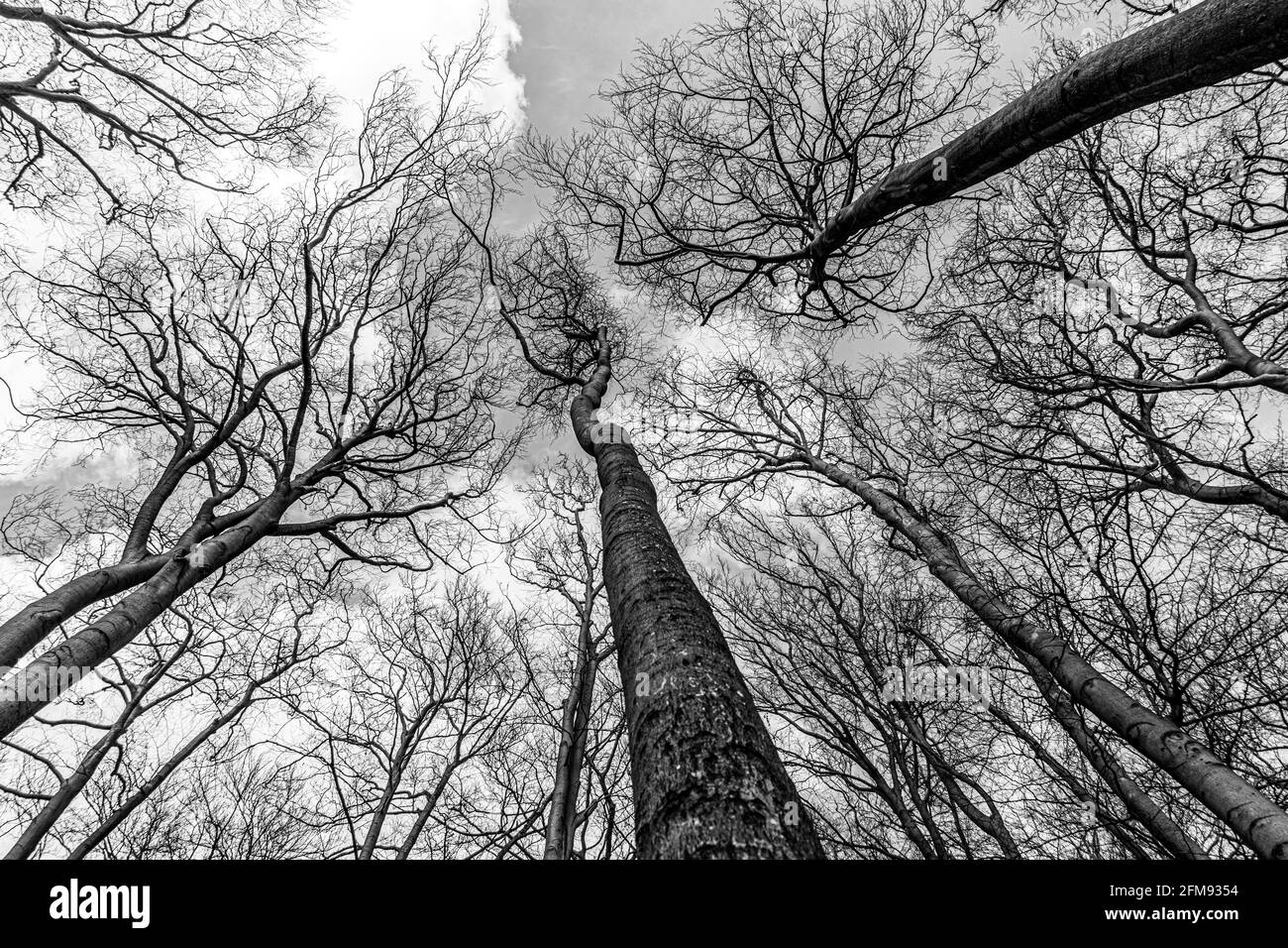 Su albero vista di faggio albero contro cielo blu per carta da parati naturale a strati con texture naturali che mostra rami e ramoscelli Silhouette dai colori brillanti Foto Stock