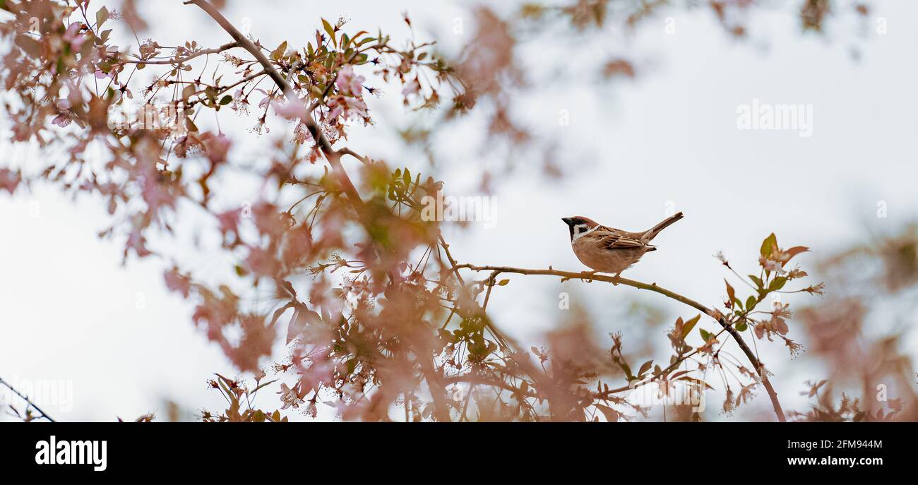 Piccolo uccello seduto sul ramo dell'albero Foto Stock