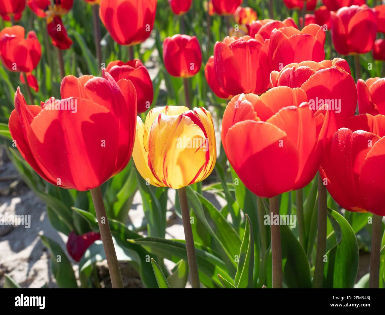 Campo di tulipani con tulipani rossi, Nord Reno-Westfalia, Germania Foto Stock