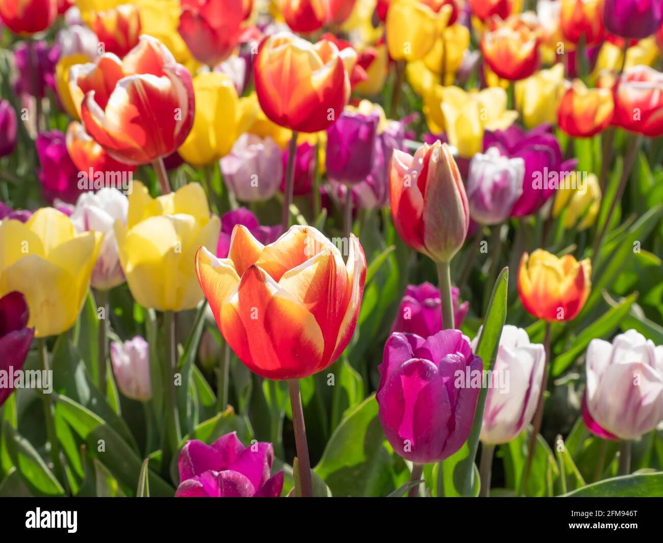 Paesaggio di campo tulipano con diversi colori, fiori tulipani colorati, Nord Reno-Westfalia, Germania Foto Stock