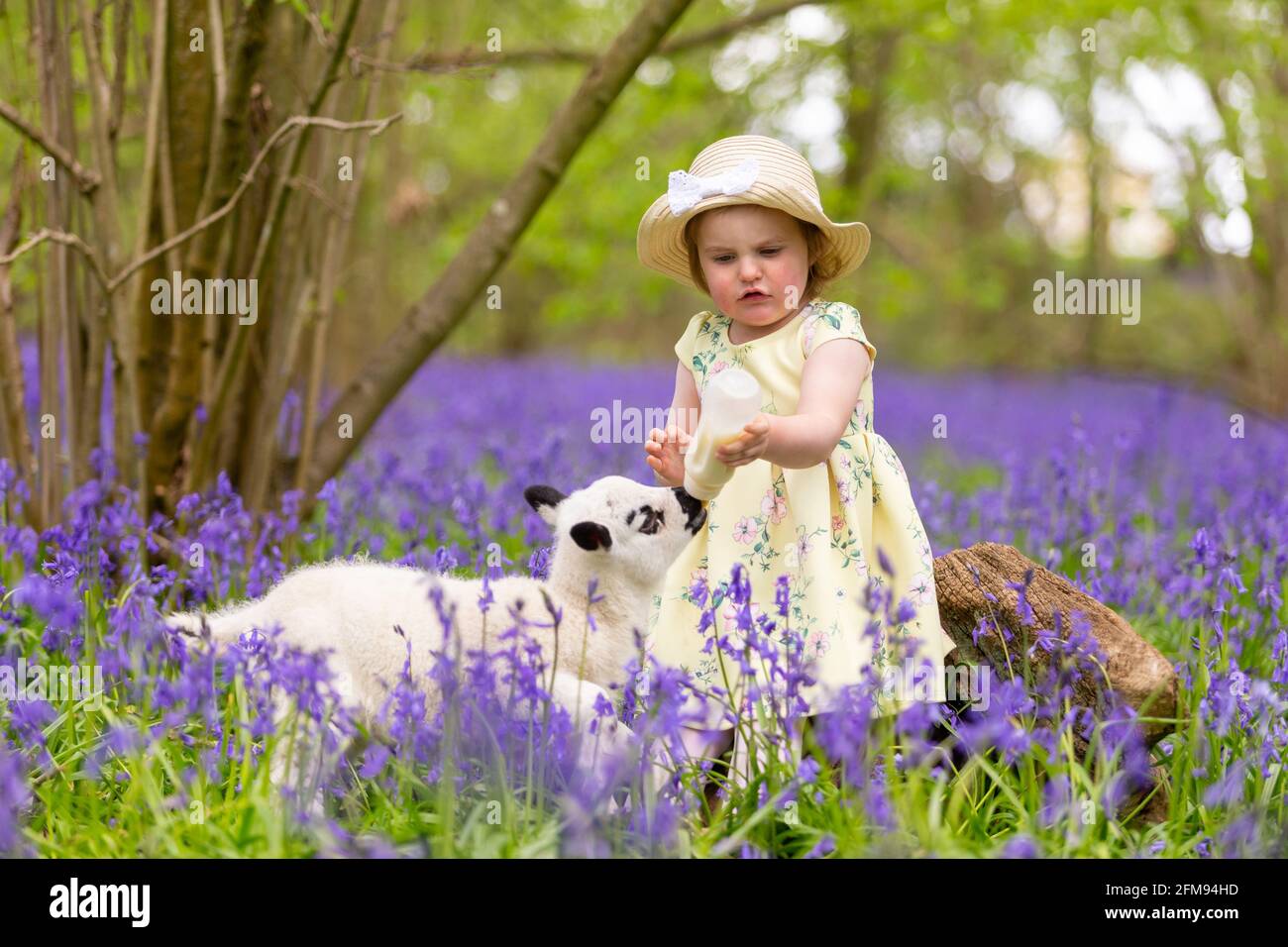 Arley, Worcestershire, Regno Unito. 7 maggio 2021. Myla May Mills, di due anni, alimenta Clemmie, un agnello orfano di due settimane in un bellissimo campo di bluebells vicino alla sua casa ad Arley, nel Worcestershire, Regno Unito. Credit: Peter Lopeman/Alamy Live News Foto Stock