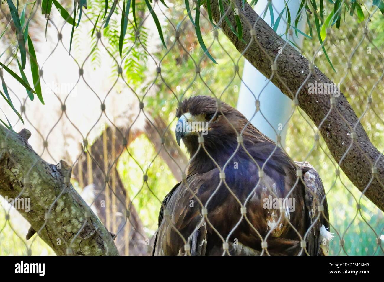 Colpo di un aquila dietro la maglia Foto stock Alamy