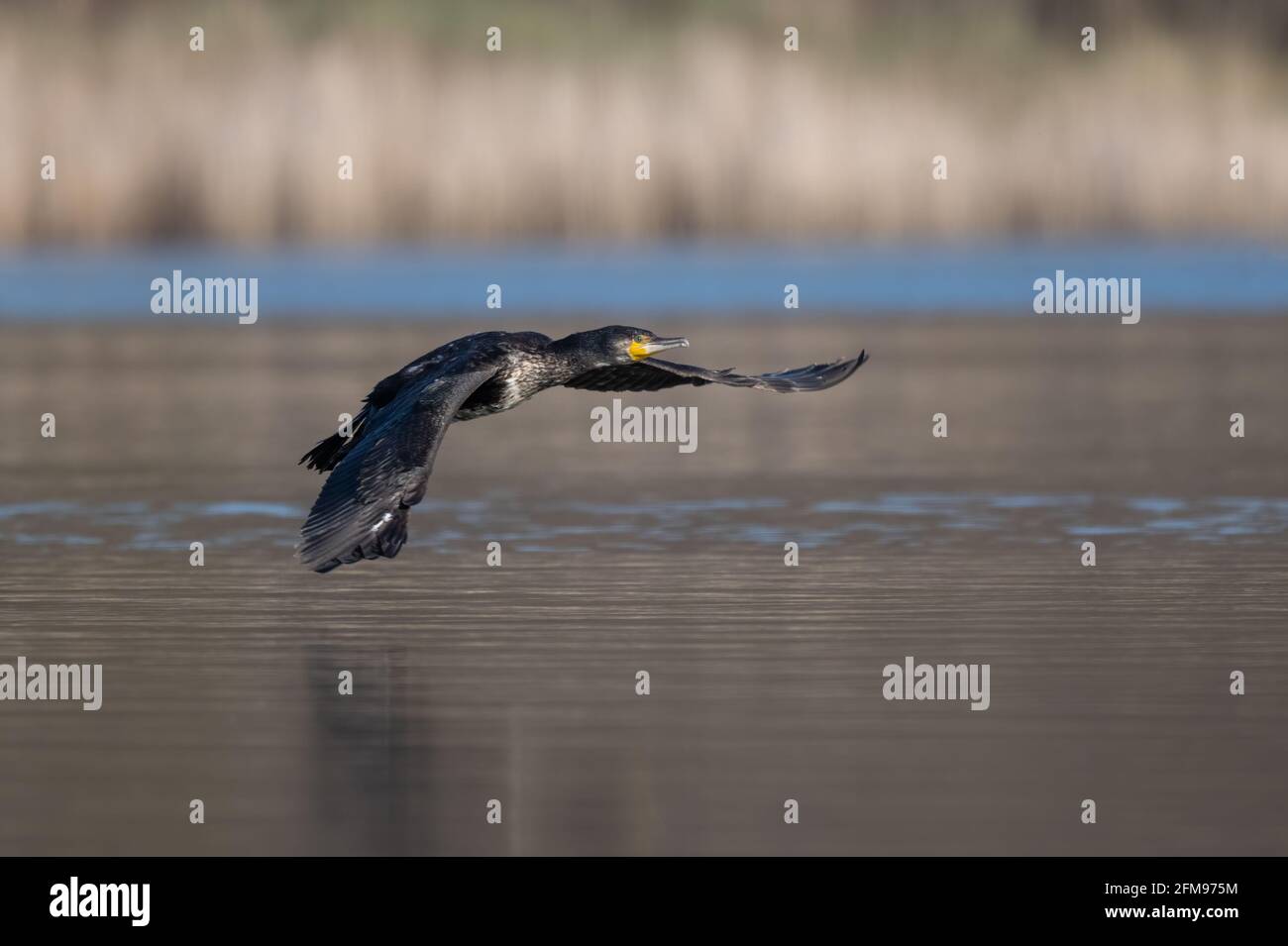 Grande cormorano (Phalacrocorax carbo) che vola attraverso l'acqua Foto Stock