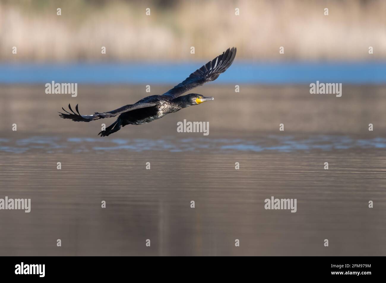 Grande cormorano (Phalacrocorax carbo) che vola attraverso l'acqua Foto Stock