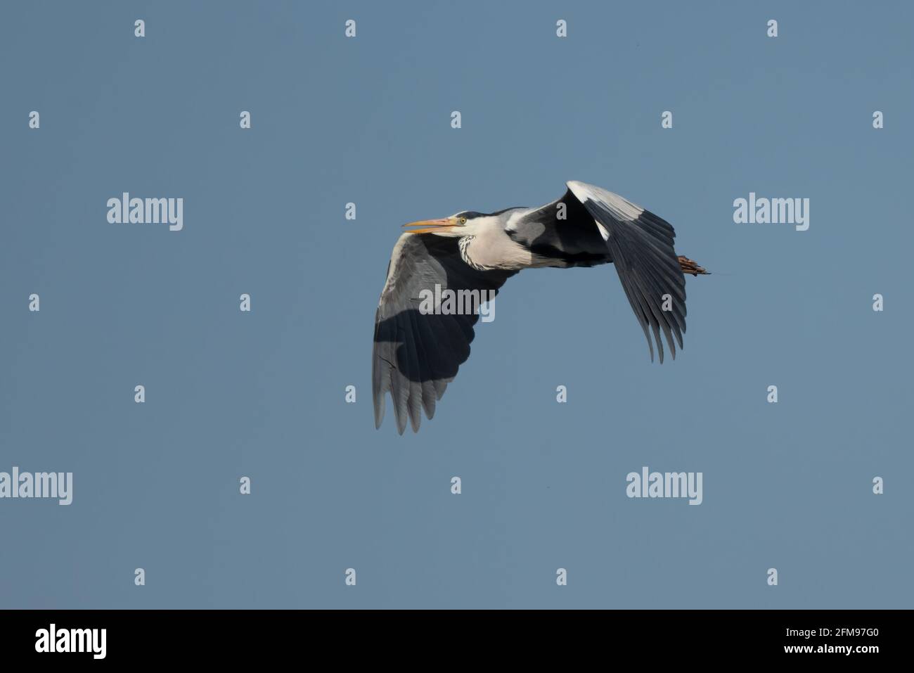 Airone blu (Ardea cinerea) che vola su cielo blu. Grande airone grigio in volo Foto Stock