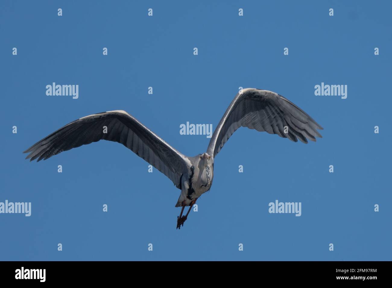 Airone blu (Ardea cinerea) che vola su cielo blu. Grande airone grigio in volo Foto Stock