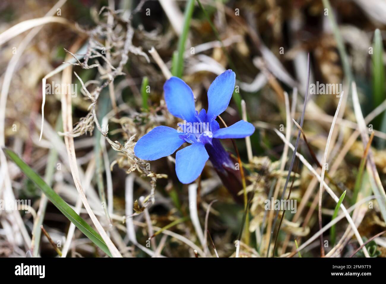 Spring Gentian (Gentiana verna) Fiore, Widdybank Fell, Moor House National Nature Reserve, Upper Teesdale County Durham, Inghilterra, Regno Unito, Foto Stock
