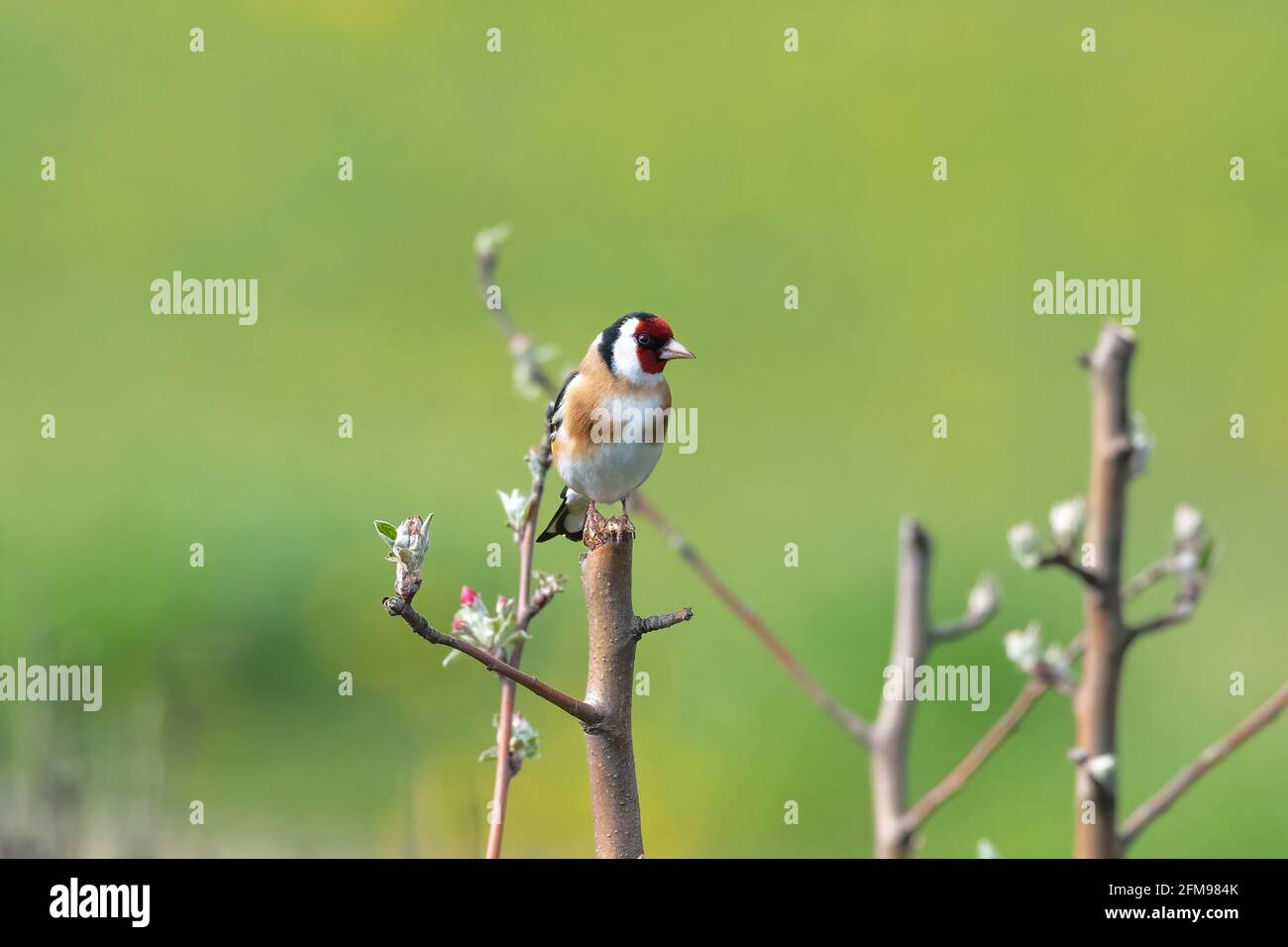 Goldfinch (Carduelis carduelis) nell'albero Foto Stock