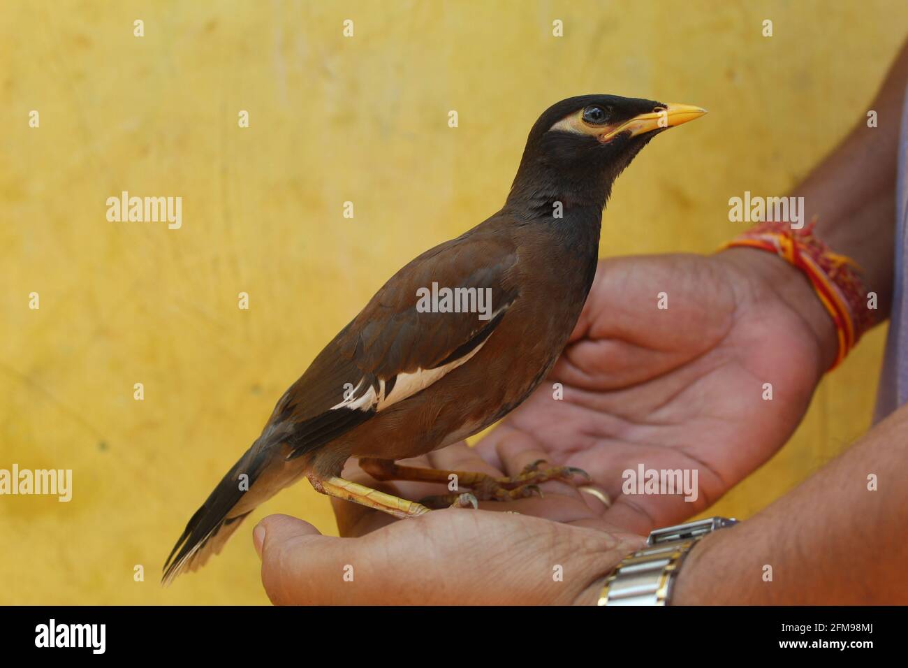 bella uccello myna comune seduto sul ramo dell'albero in nizza sfondo sfocato Foto Stock