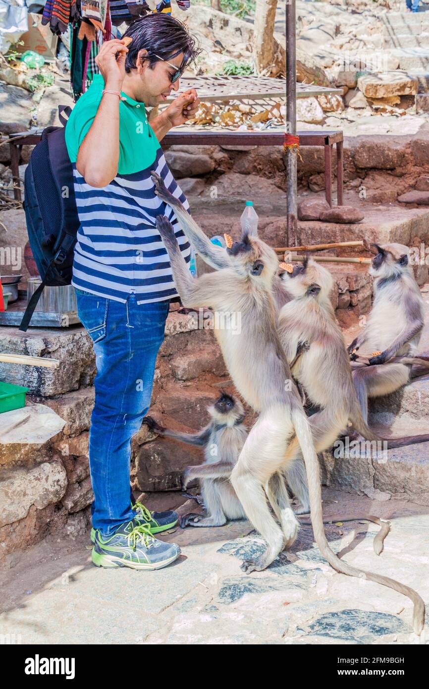 JUNAGADH, INDIA - 10 FEBBRAIO 2017: Uomo che alimenta scimmie di langur con biscotti a Girnar Hill, Gujarat stato, India Foto Stock