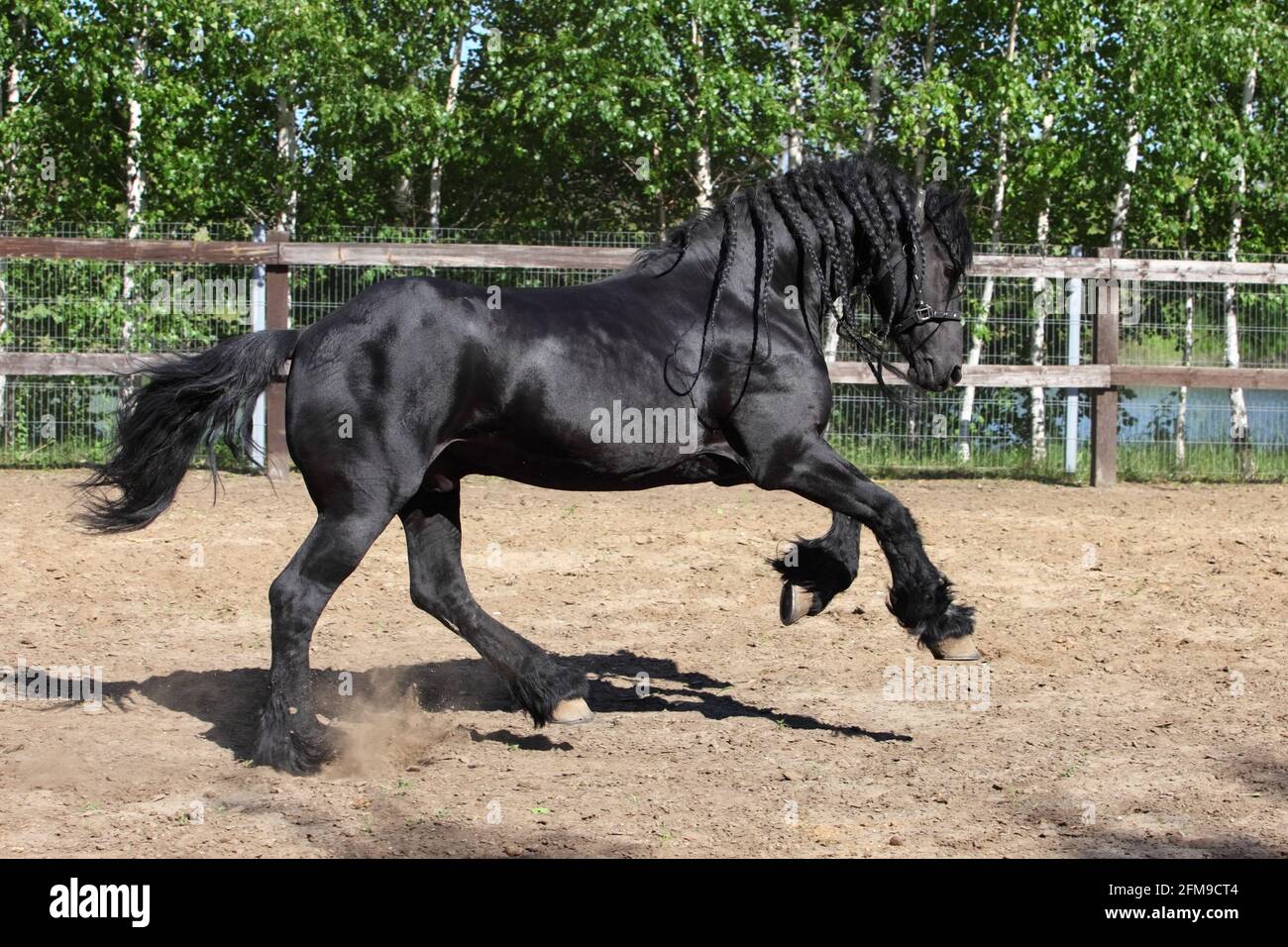 Cavallo fresiano. Galloping di stallone nero su un paddock ranch Foto Stock