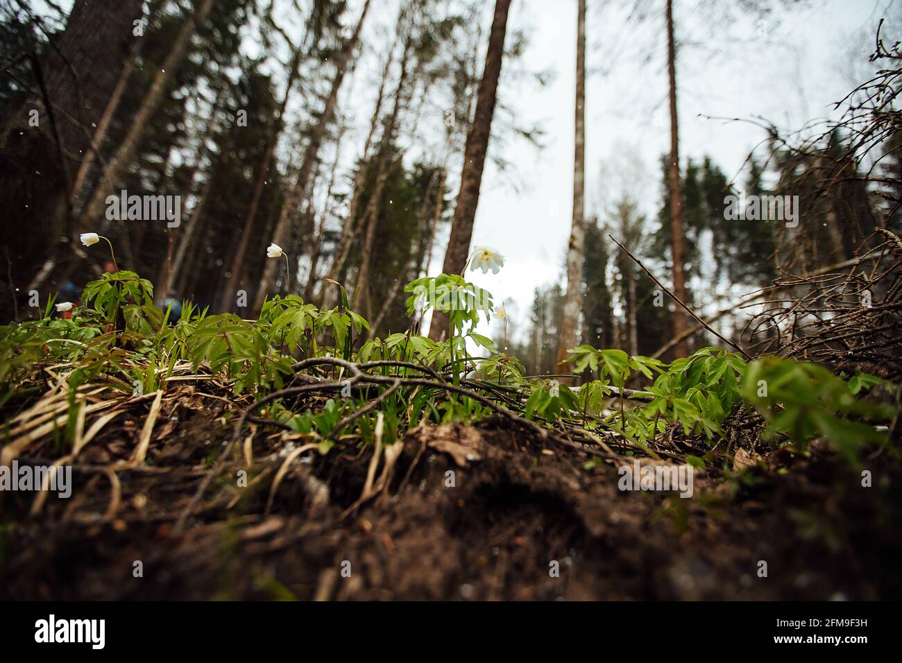 le gocce di neve sono in fiore, i primi fiori bianchi della foresta selvaggia. una vegetazione verde brillante e tenera esce dalla terra riscaldata dal sole Foto Stock