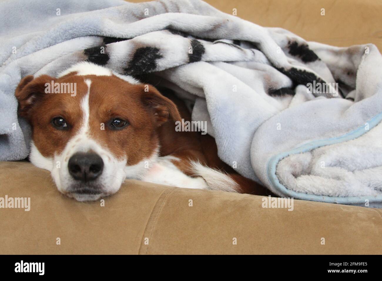 Cane coccolare sotto una coperta Foto Stock