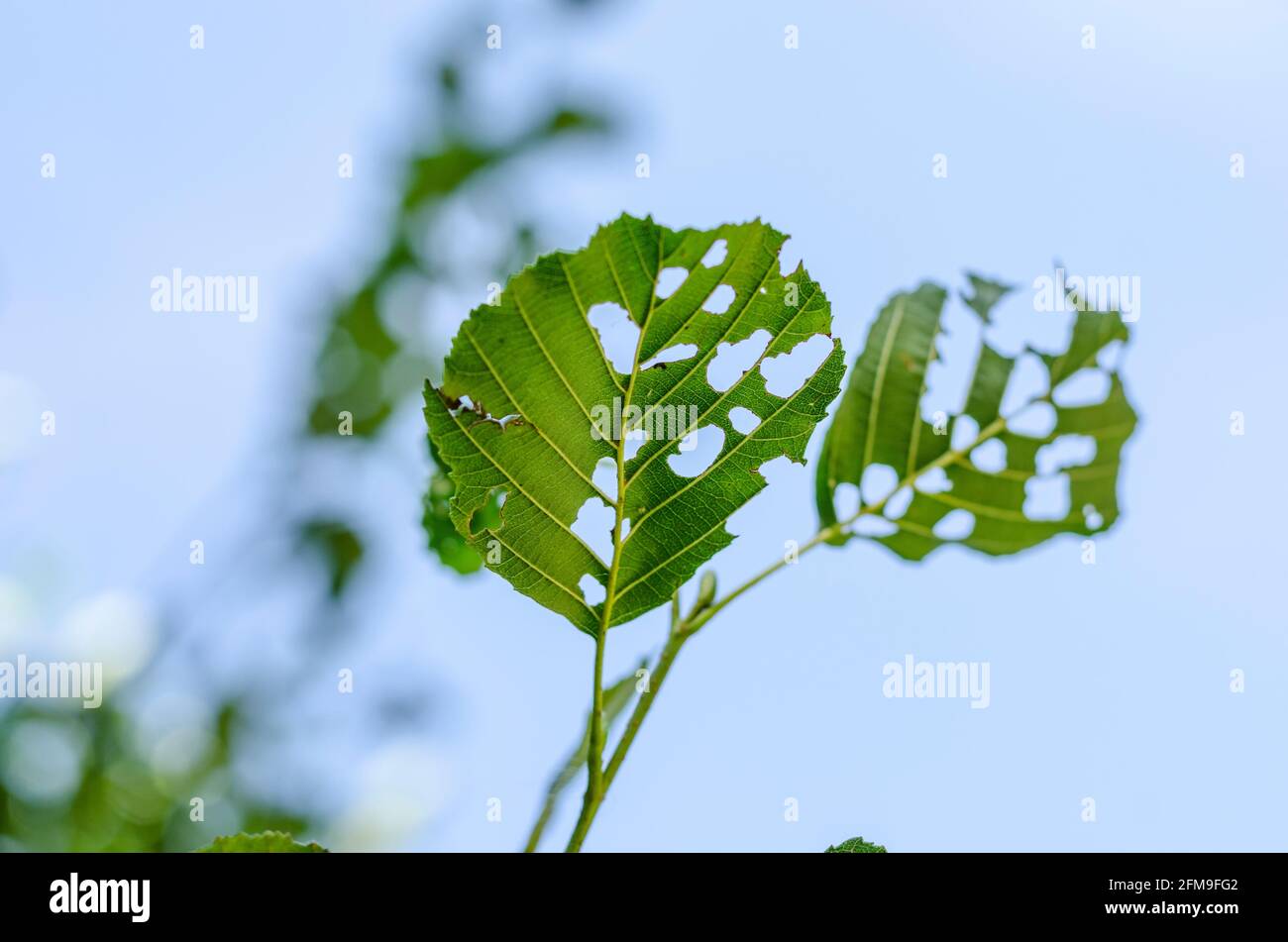 Alder danneggiato foglie piene di buchi da insetti Foto Stock