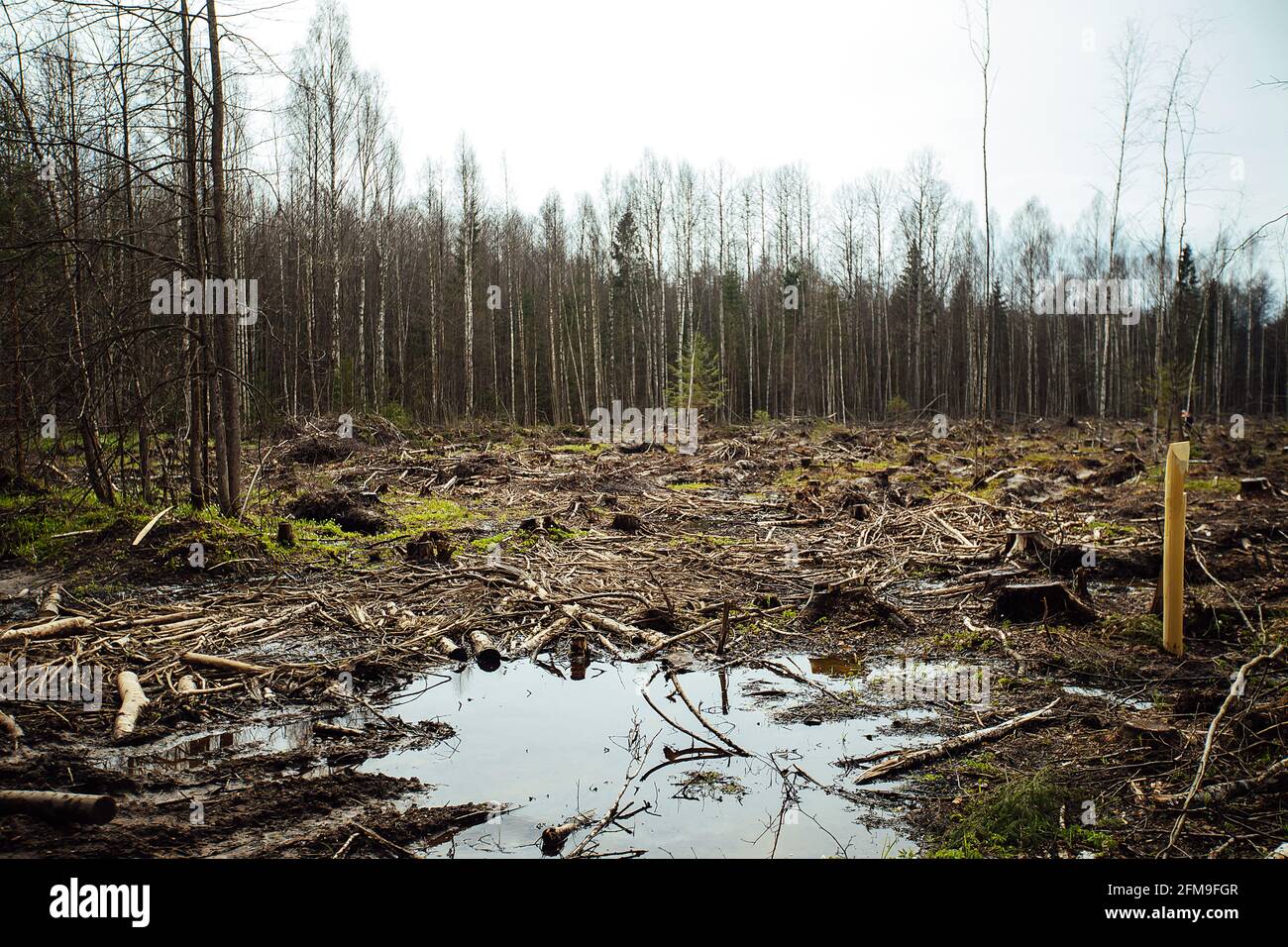 un trattore cingolato sta guidando attraverso uno sgombero forestale. un bulldozer industriale è bloccato nel fango. i camion stanno scivolando nel terreno Foto Stock