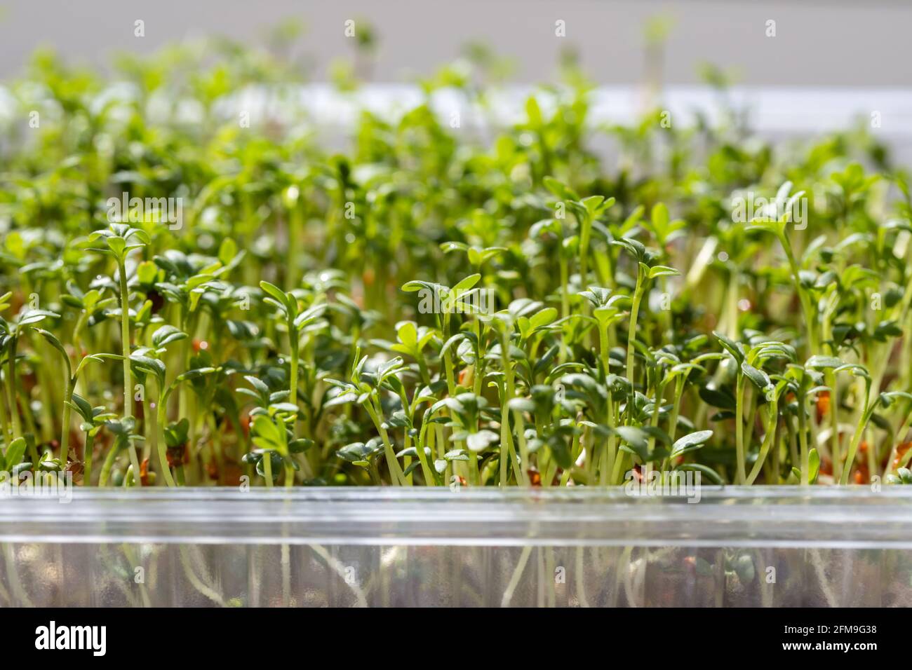 Primo piano micro verde. Germinazione di semi di cress. Insalata di crescione germogliata. Giardino domestico. Cibo vegano. Messa a fuoco selettiva. Foto Stock