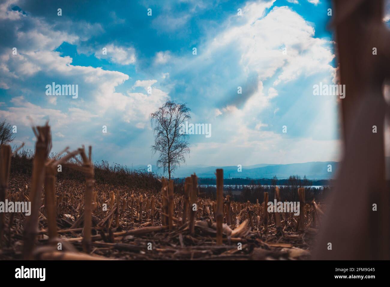 Lone albero sul campo di raccolti tagliati con sole raggi che si rompono attraverso le nuvole Foto Stock