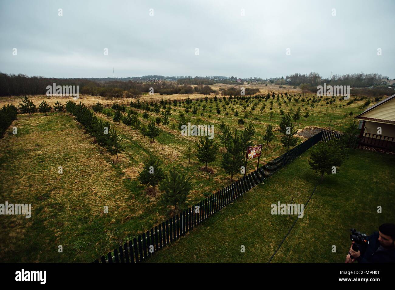 abete vivaio. piantando alberi di abete e pini in file dritte per ripristinare la foresta. persone prendersi cura della natura e piante alberi. giovani alberi sempreverdi Foto Stock