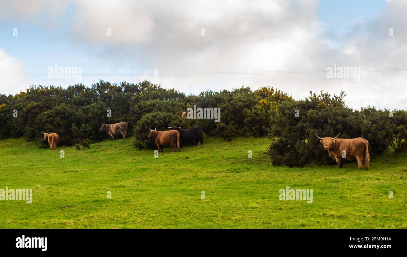 Una mandria di mucche di altopiano che si ripara dal vento dietro un cespuglio di gola in un campo scozzese verde nel highlands Foto Stock