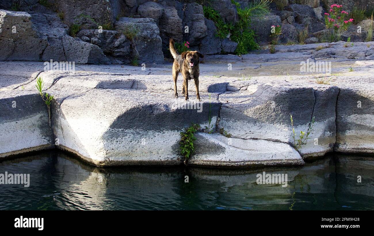 Italia, Sicilia, Alcantara, fiume, riva del fiume, massi, cane si alza su massi Foto Stock