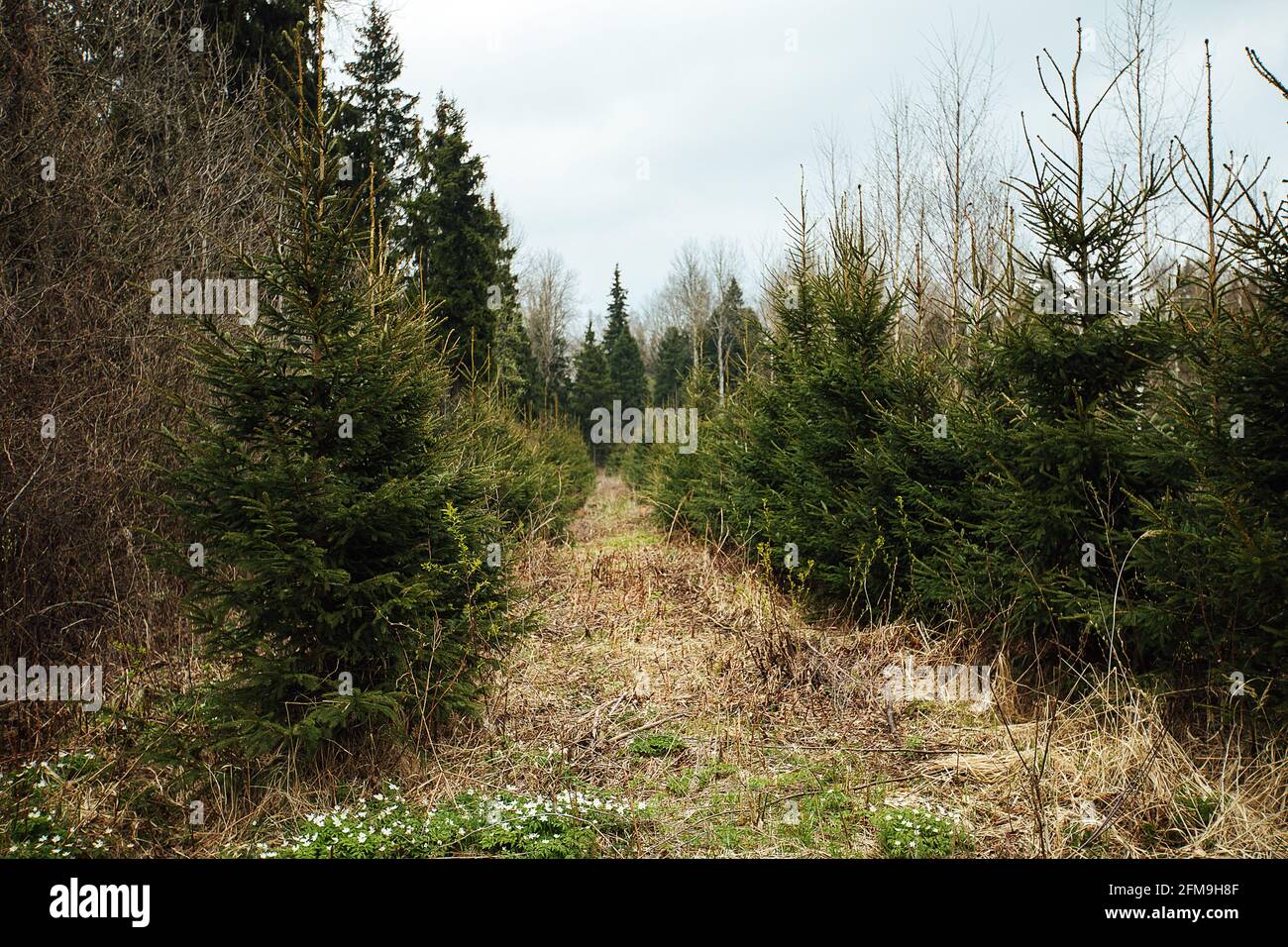 Abete vivaio. Riforestazione dopo il taglio. Agricoltura con preoccupazione per l'ambiente. Giovani alberi di Natale crescono sulla trama Foto Stock
