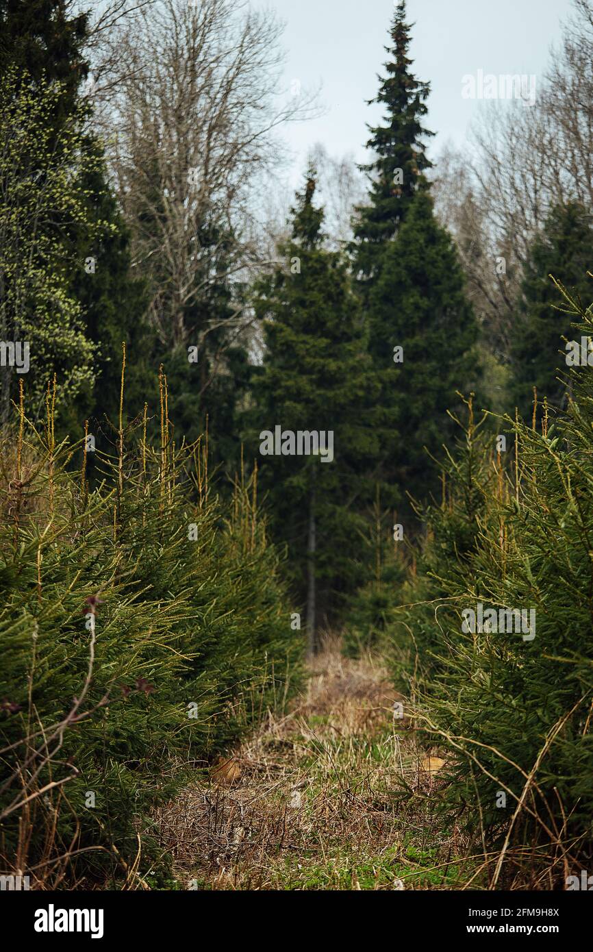 Abete vivaio. Riforestazione dopo il taglio. Agricoltura con preoccupazione per l'ambiente. Giovani alberi di Natale crescono sulla trama Foto Stock