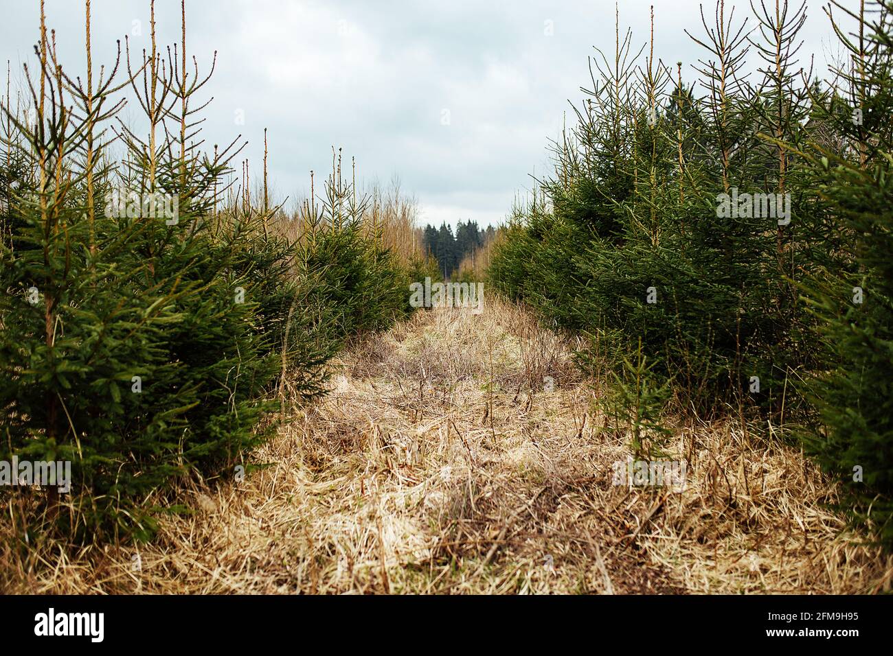 Abete vivaio. Riforestazione dopo il taglio. Agricoltura con preoccupazione per l'ambiente. Giovani alberi di Natale crescono sulla trama Foto Stock