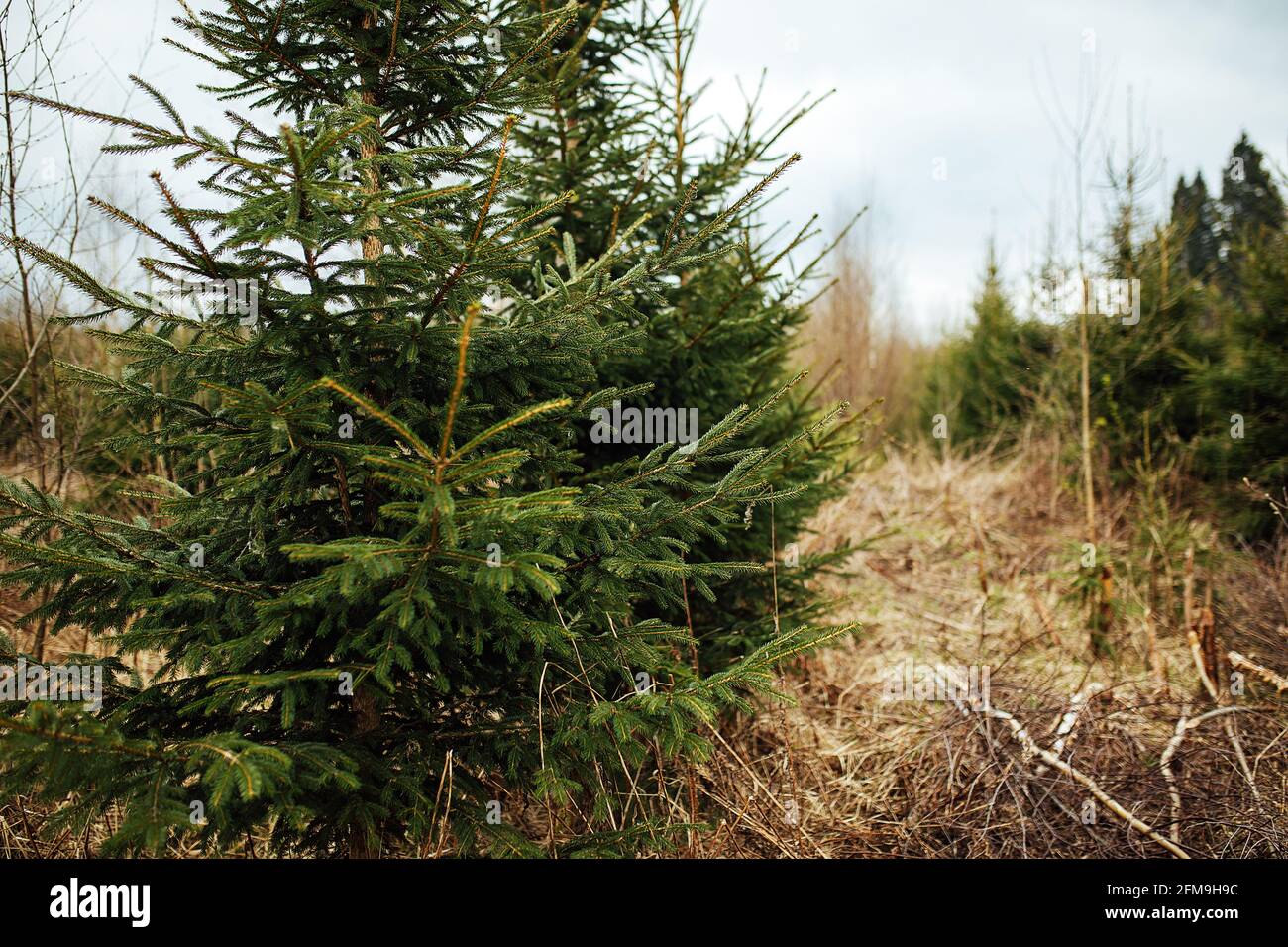 Abete vivaio. Riforestazione dopo il taglio. Agricoltura con preoccupazione per l'ambiente. Giovani alberi di Natale crescono sulla trama Foto Stock