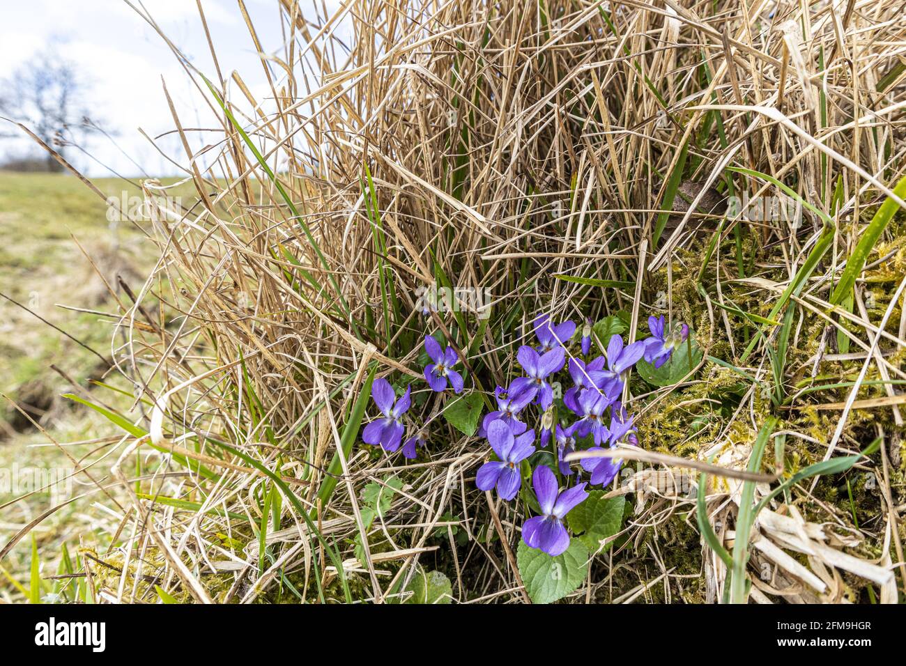 Violette selvatiche (Viola odorata) che crescono sulla Rudge Hill (Edge Common) National Nature Reserve, Edge, Gloucestershire UK Foto Stock