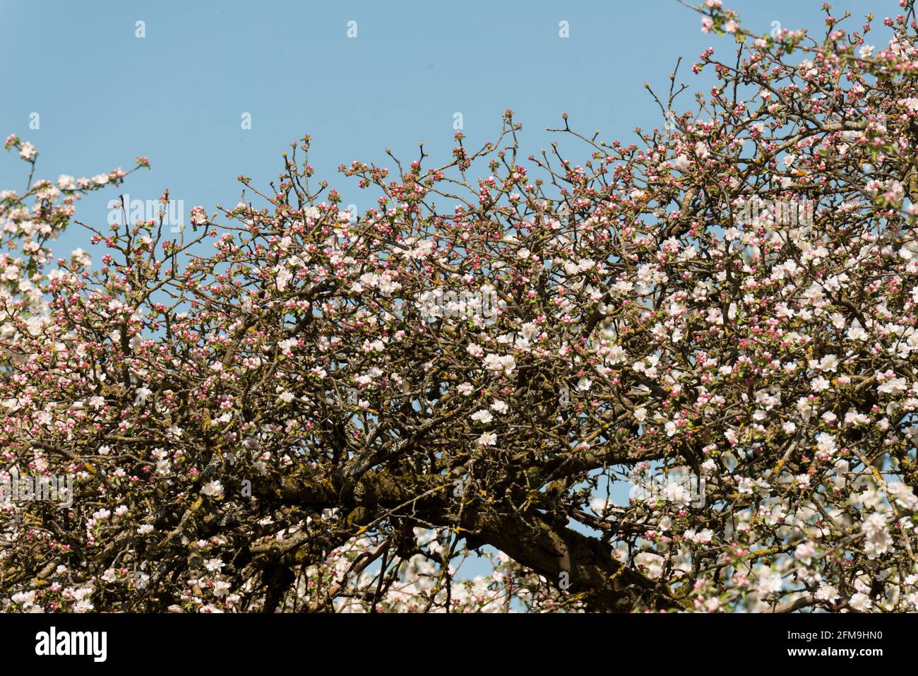 Fiori di mela, primavera, frutteto, giardino cottage, Baviera, Germania Foto Stock