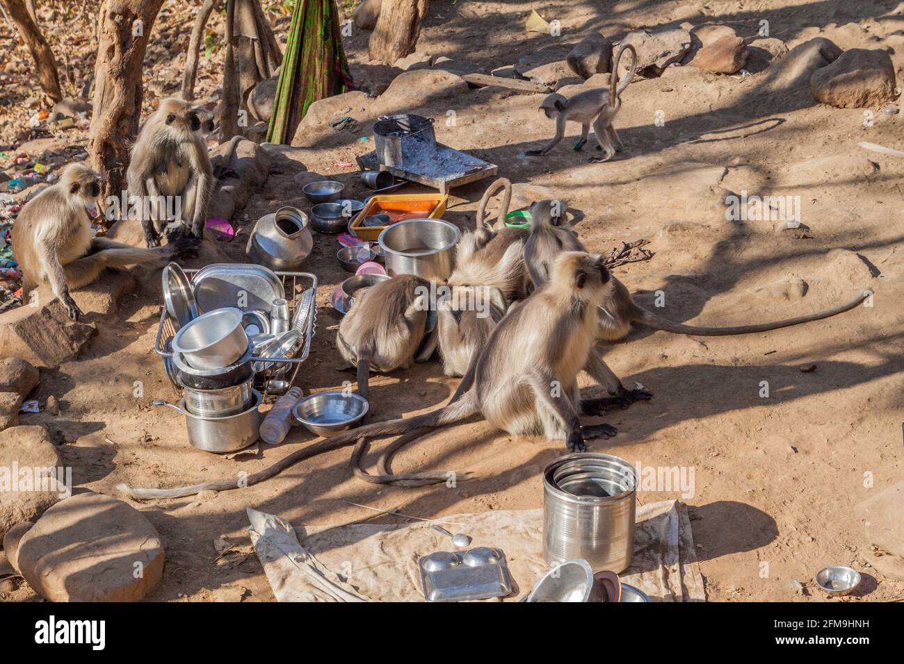 Le scimmie di Langur che si floccano per i resti di cibo a Girnar Hill, Gujarat stato, India Foto Stock