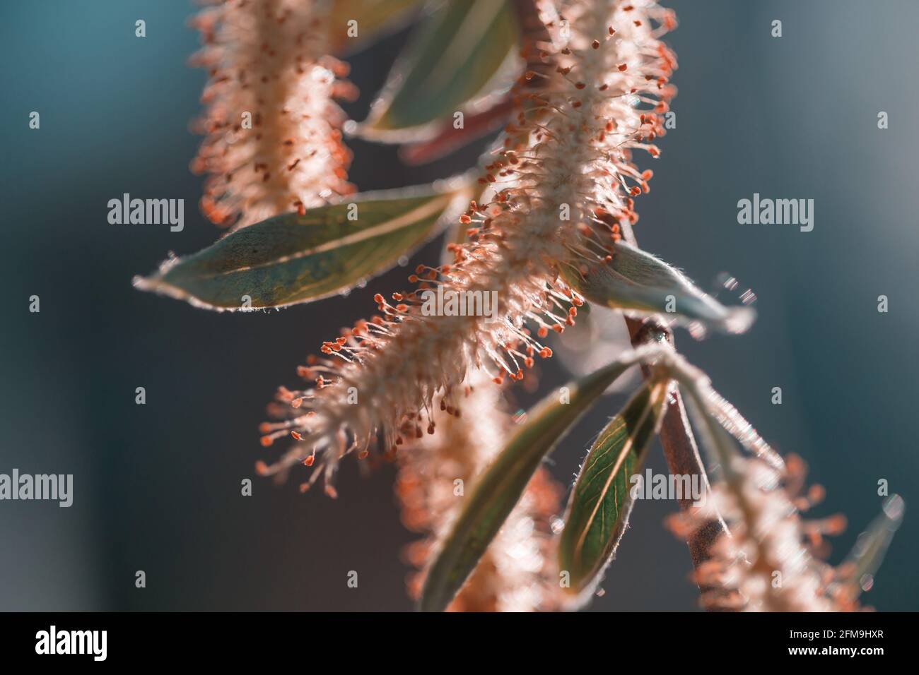 Orecchini Willow in primavera Foto Stock