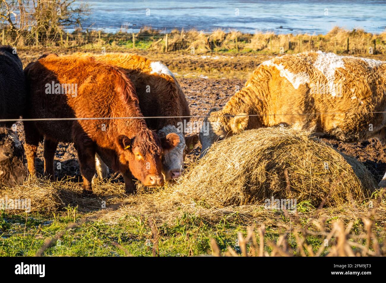 Bestiame che alimenta su fieno accanto ad una recinzione in un pesante Campo di pascoli in Scozia Foto Stock