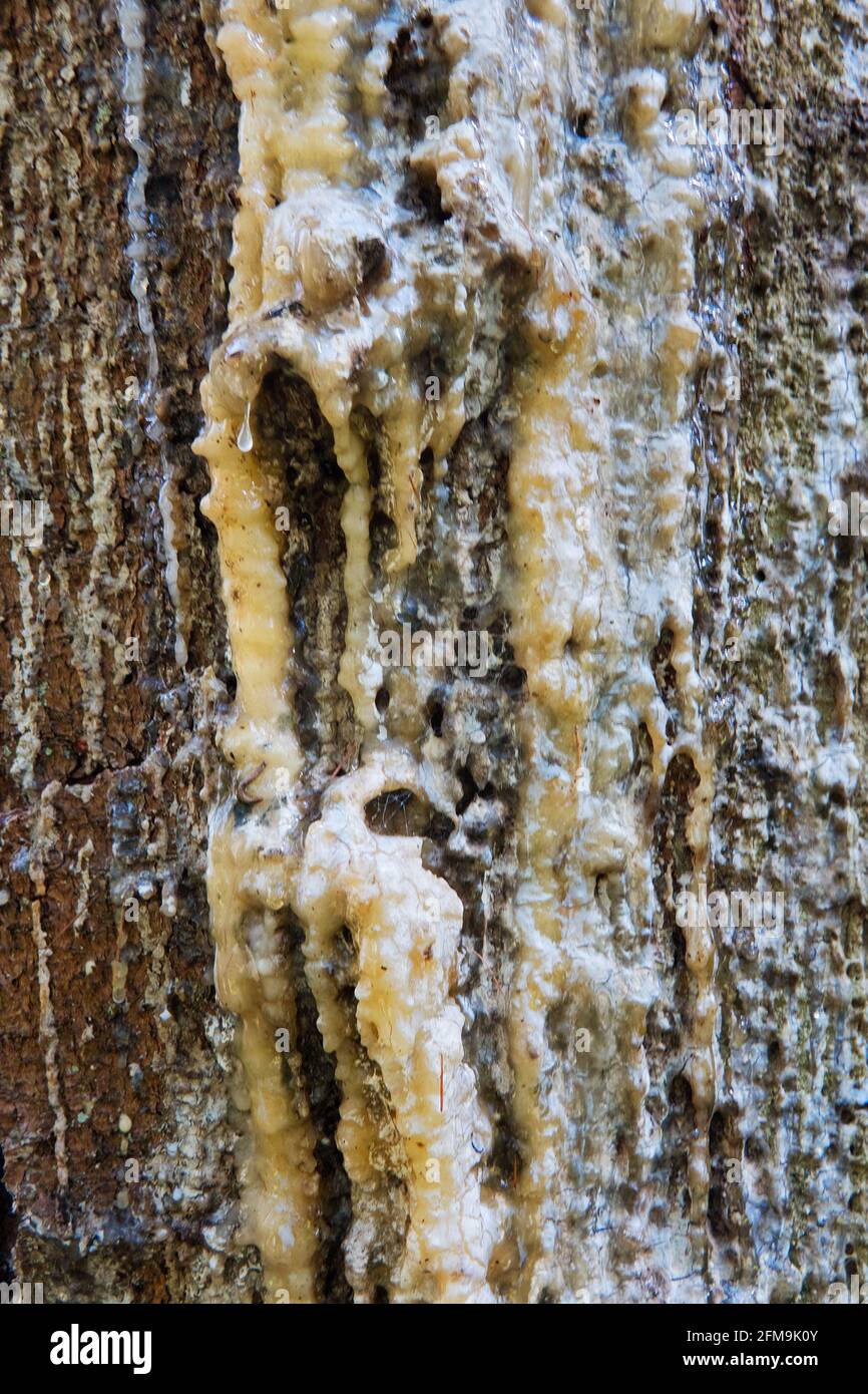 Resina che gocciola da un pino in respon ad una ferita, primo piano della corteccia di un abete di Norvegia Foto Stock