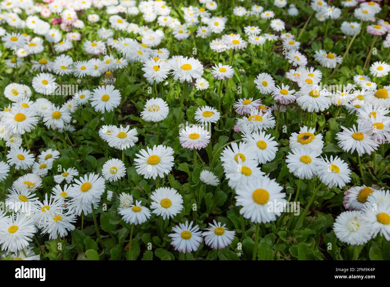 Bel prato in primavera, margherite fiorite con fiori bianchi-gialli e erba verde Foto Stock