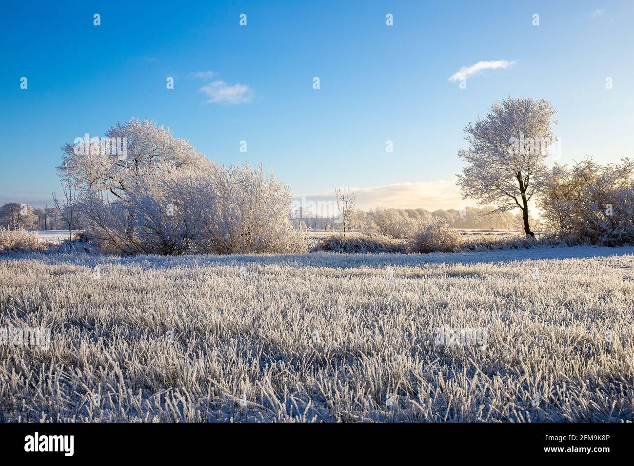 Alba a Wiesmoor, Eastfrisa in una fredda mattina d'inverno con neve e un'alba colorata. Foto Stock