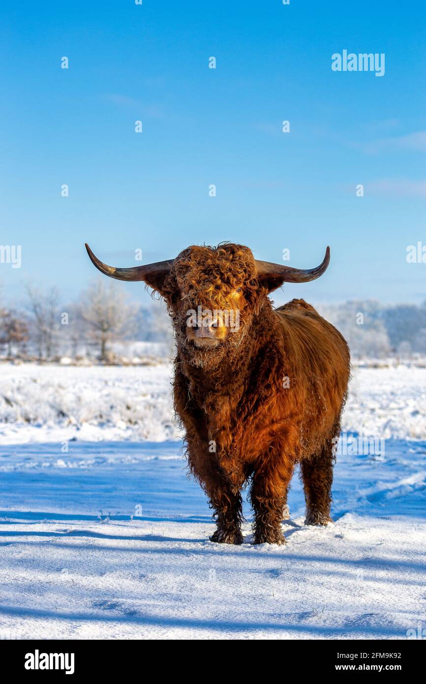 Bestiame delle Highland su un prato innevato in Eastfrisa Foto Stock