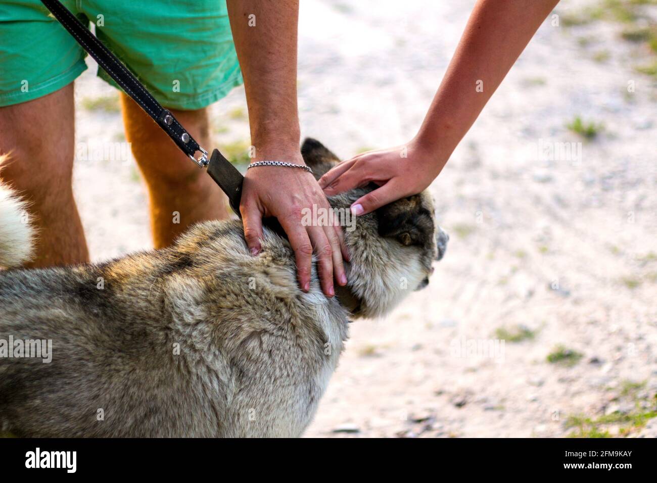 Defocalizzare le mani dell'uomo stromando il cane, fiducia fiducia concetto, amore tra il cane e l'uomo. Proprietario carezzando dolcemente il suo cane. Concetto di cura degli animali domestici. Primo piano s Foto Stock