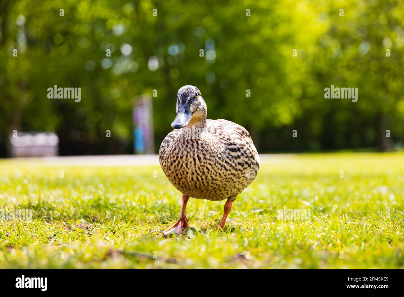 Femmina gallina Mallard anatra, anas platyrhynchos, basso livello guardando la fotocamera. Foto Stock