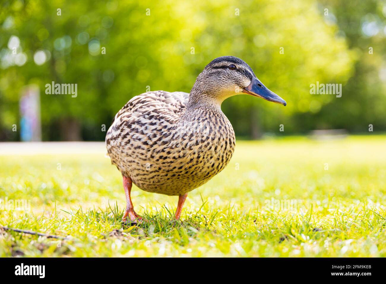 Femmina gallina Mallard anatra, anas platyrhynchos, basso livello guardando la fotocamera. Foto Stock