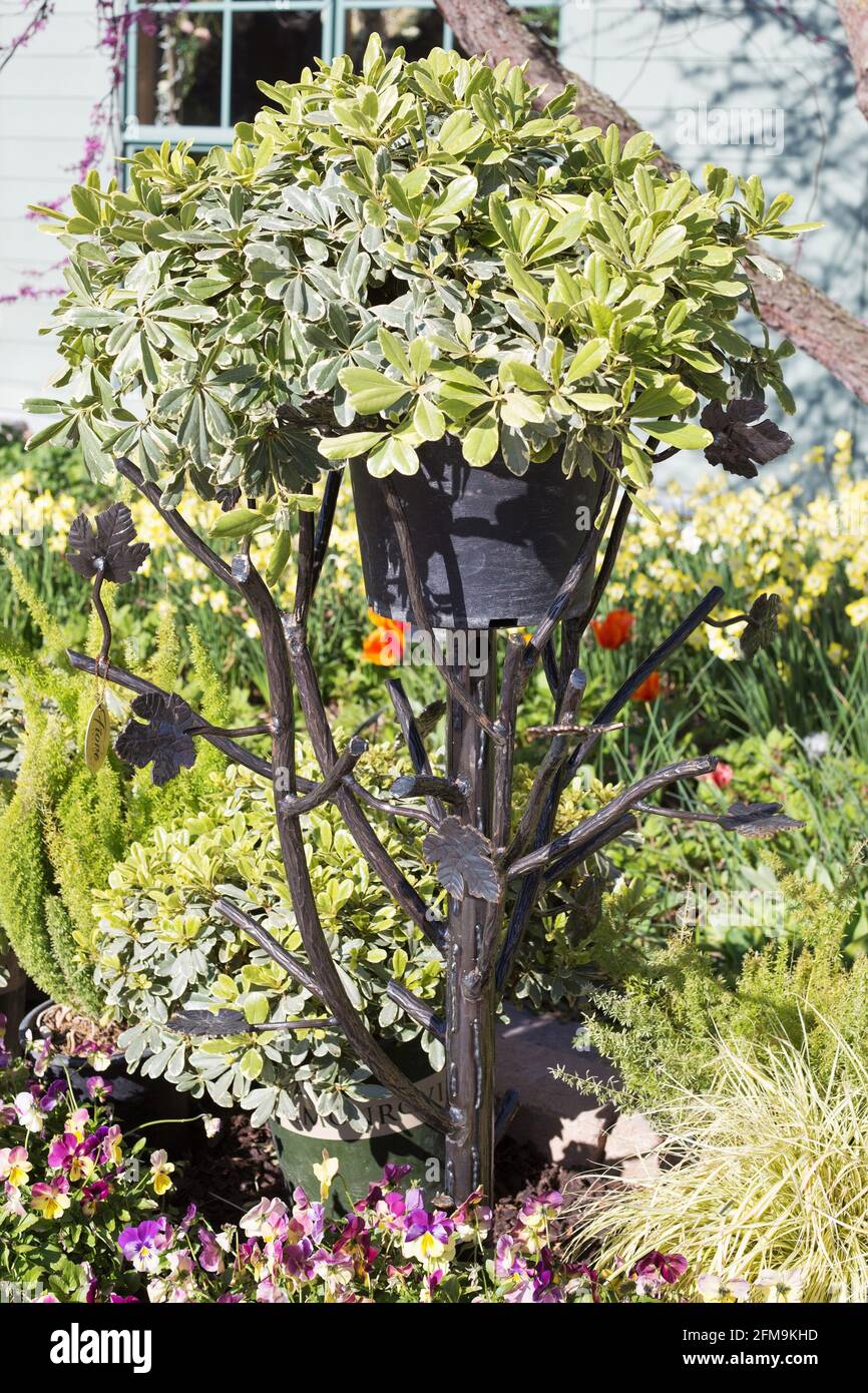 Piante in alberi di Fiore piante di metallo contenitori di albero di cesto di piante. Foto Stock