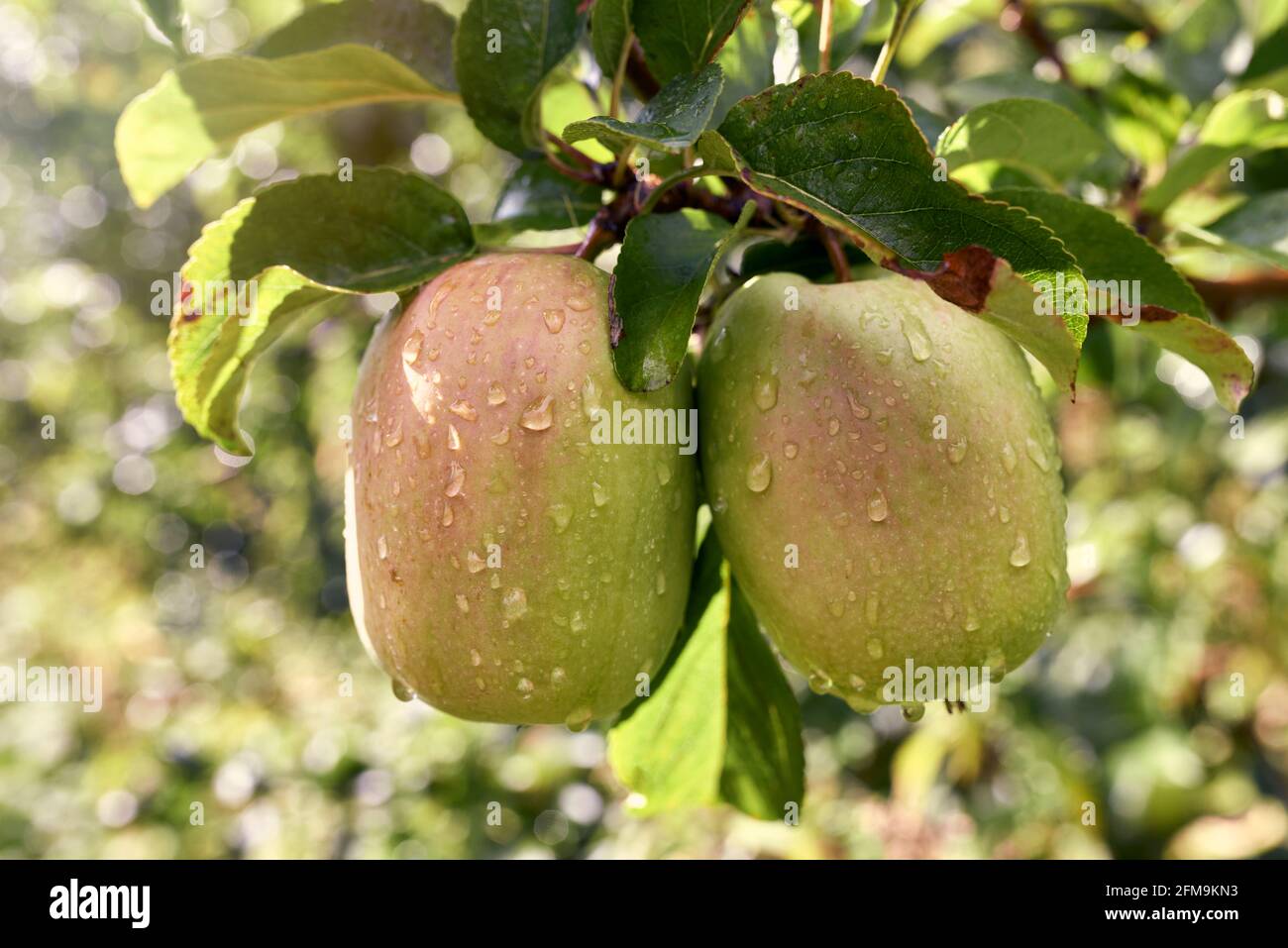 Primo piano sulle mele campane svizzere con gocce di rugiada l'albero Foto Stock